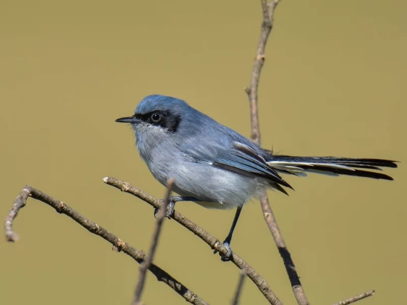 Masked Gnatcatcher