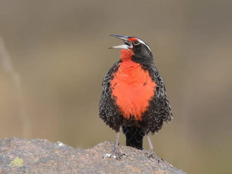Long-tailed Meadowlark