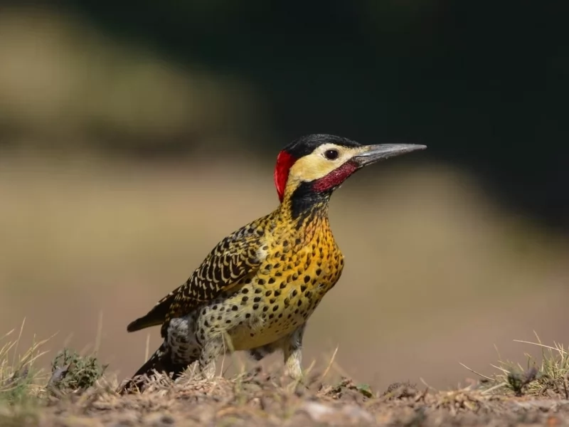 Green-Barred Woodpecker