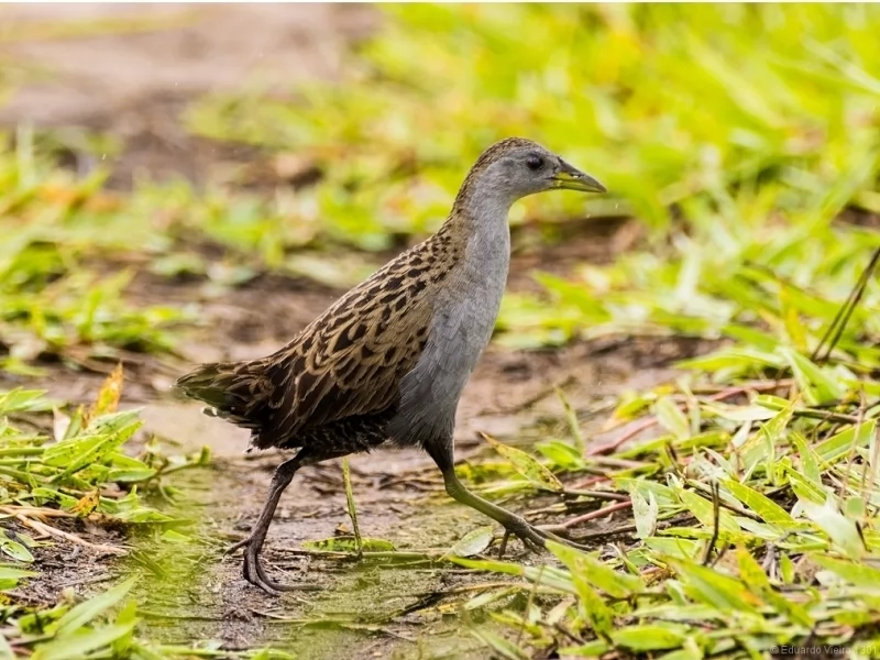 Ash-throated Crake