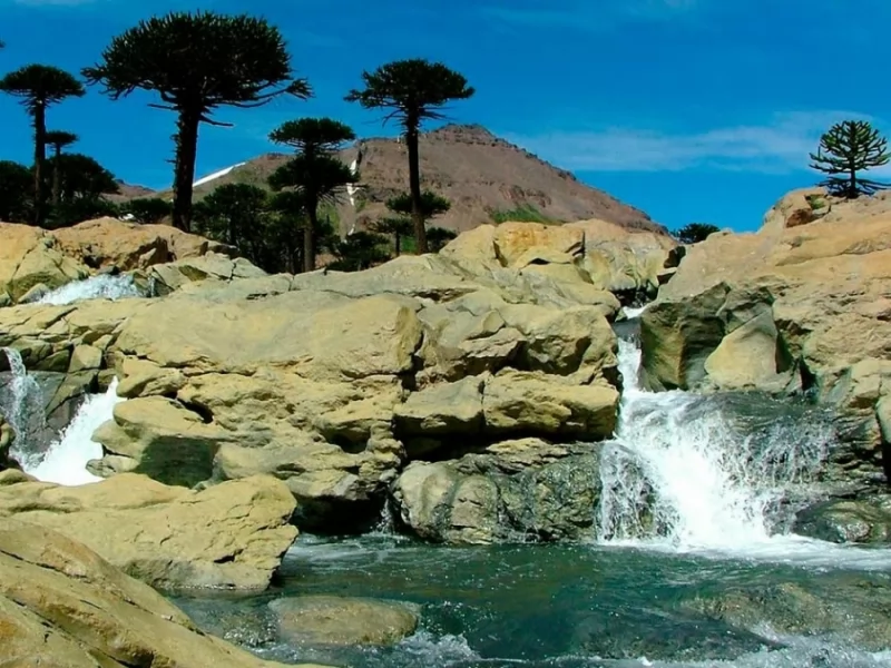 Argentina: 1000 species in relation to the 9000 existing in the world