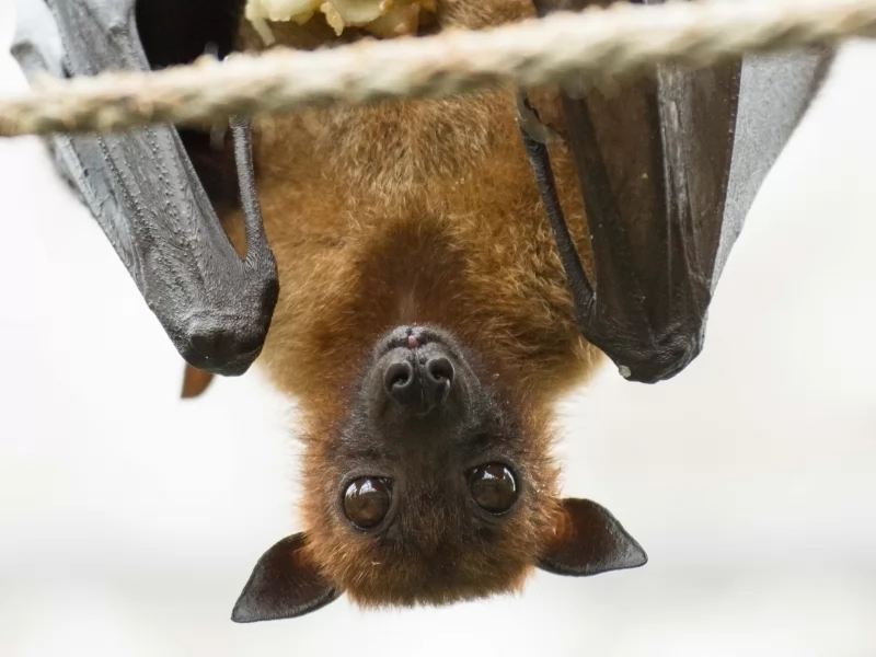 Long-tailed bat wins New Zealand's Bird of the Year contest