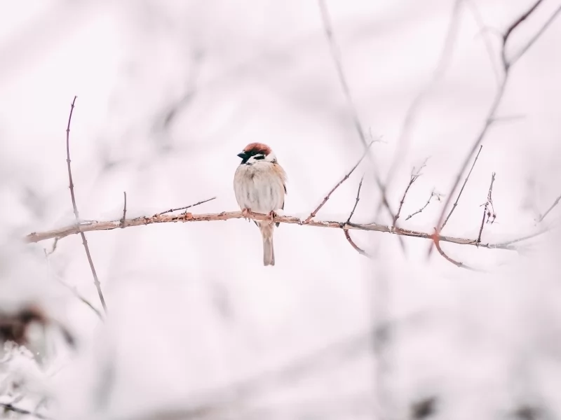 Ways to Help Birds in Bad Weather