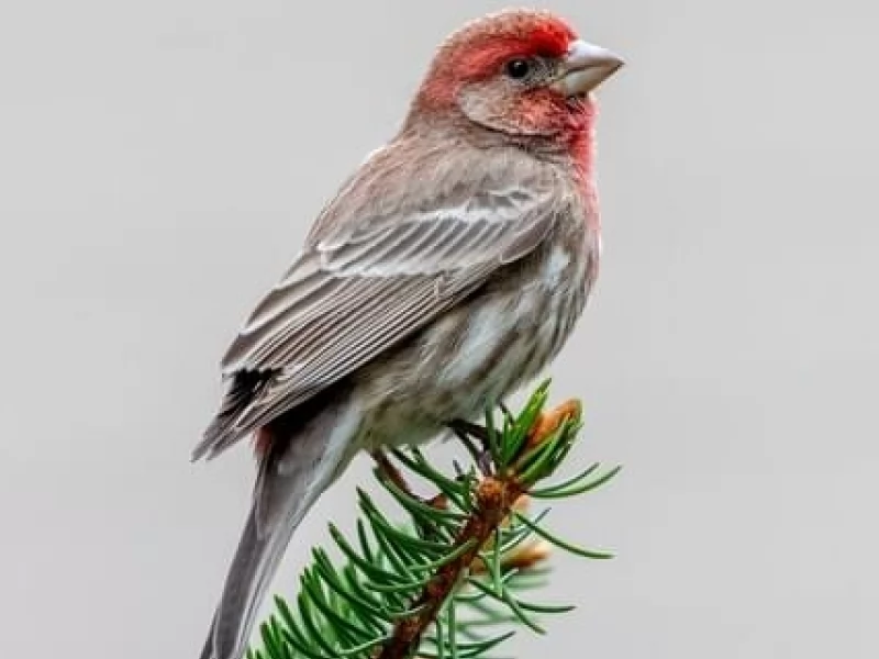 How to Identify Small Red Finches