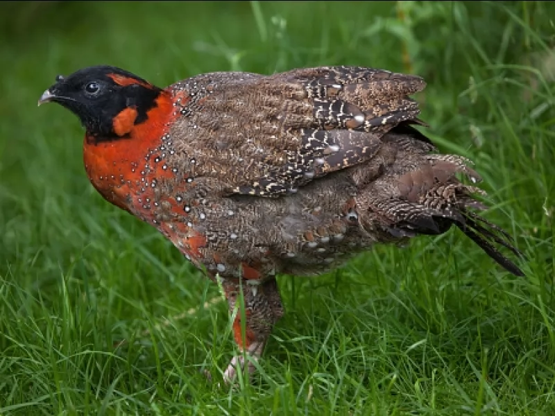 Rare bird spotted in Darjeeling sanctuary