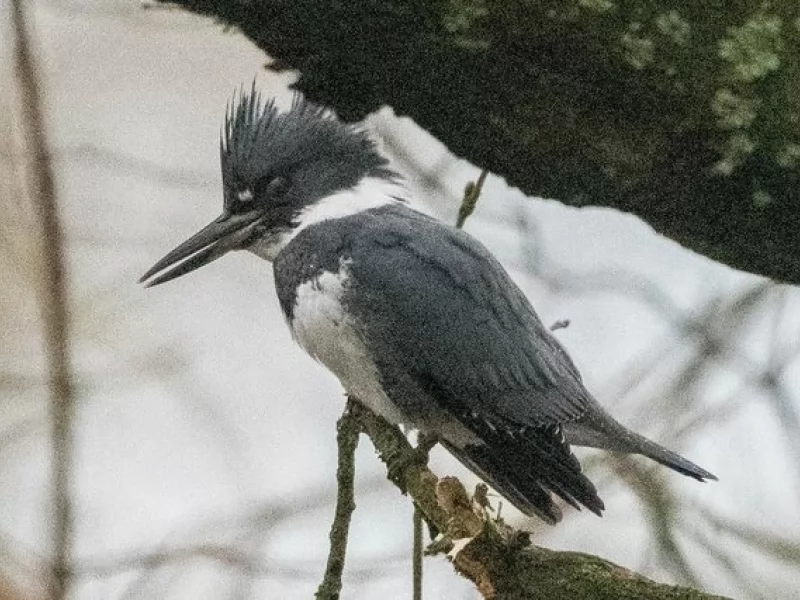 Sightings of rare belted kingfisher bring birders flocking to Lancashire