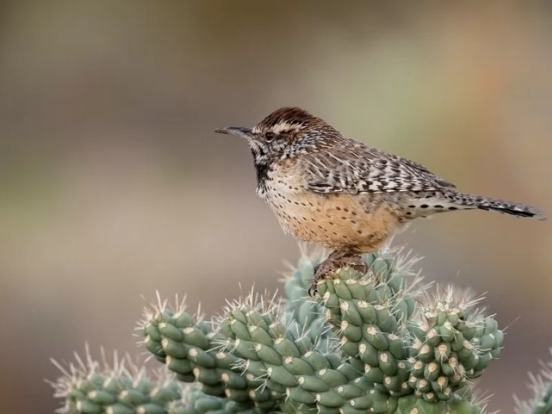BIG-TIME BIRDING Bird Count reflects area's popular hobby