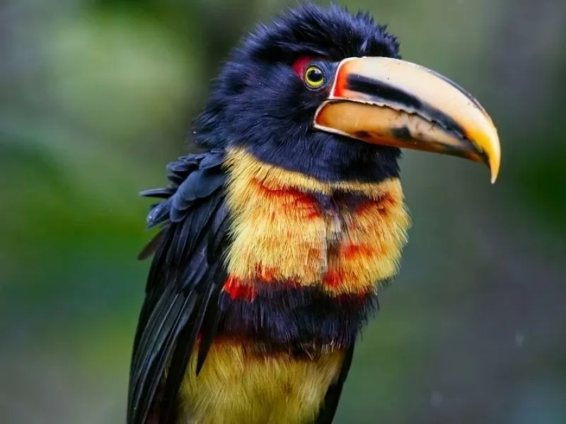 For birders, saving birds is job #1