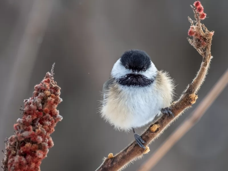 'Open your eyes, open your ears': Dripping Springs celebrates Texas Bird City designation