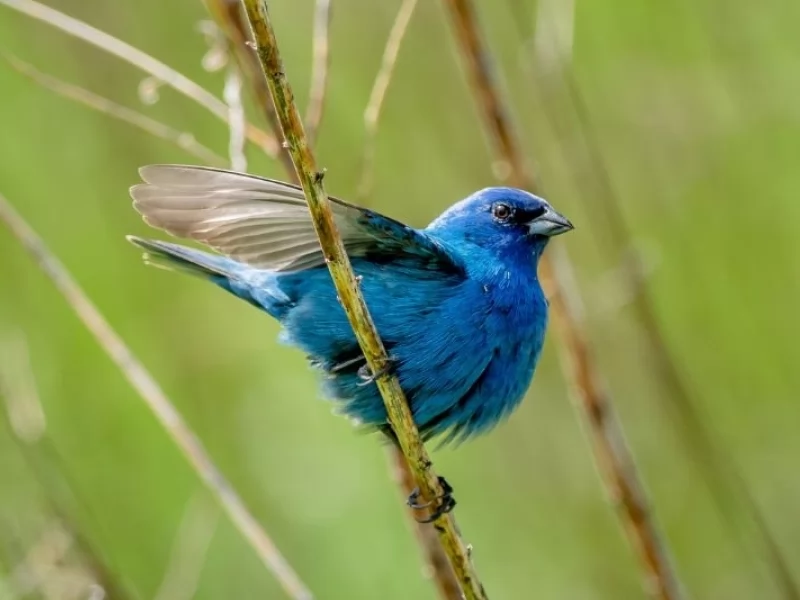 Indigo bunting