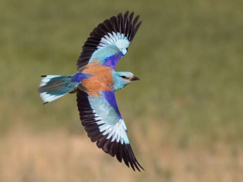 Bird watchers flock to Cornwall after super rare bird spotted