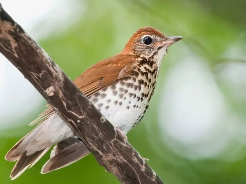 Birdwatching Tips: It’s Summer… Where Did The Birds Go?