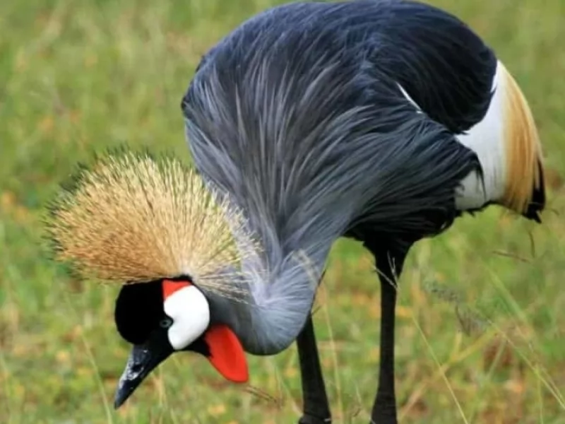 16 Facts About Crested Crane of Uganda, Africa: (Balearica regulorum gibbericeps)