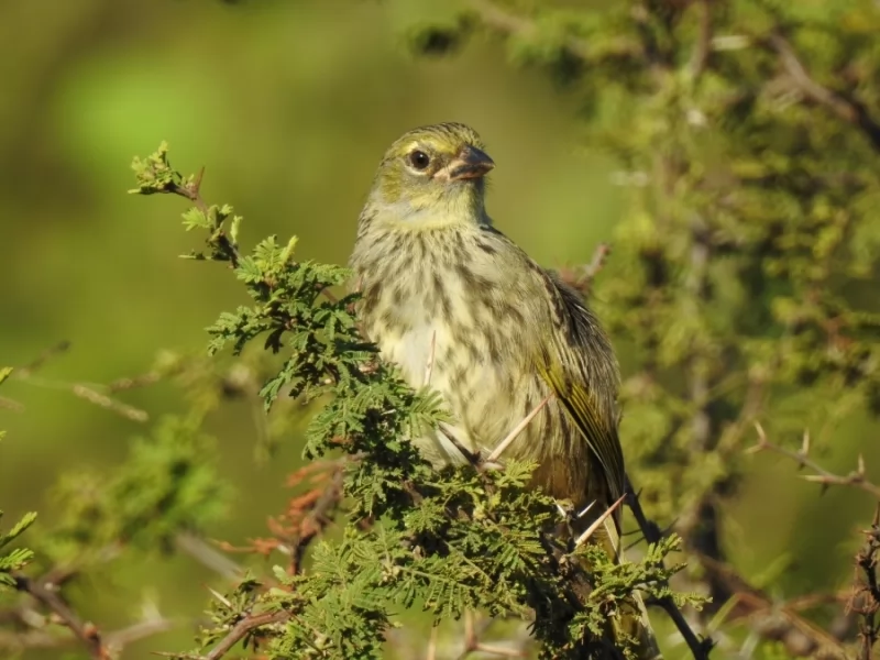 Denis Costa and his Birding trip 