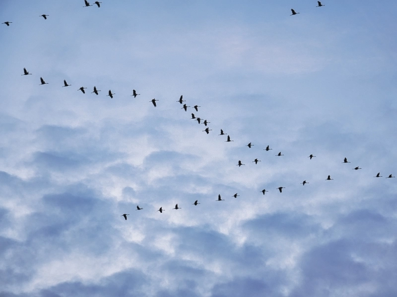 Migratory Birds Are Facing Increased Risks Due To Climate Change