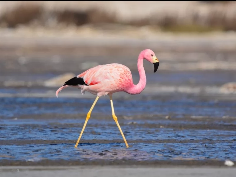 Andean Flamingo