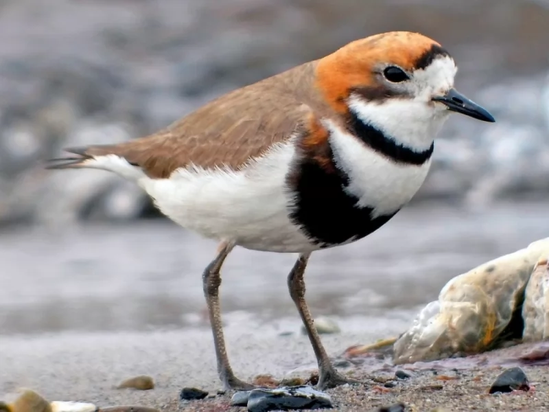 Two-banded Plover