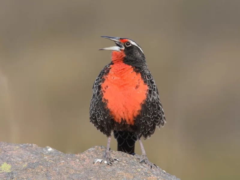 Sierran meadowlark