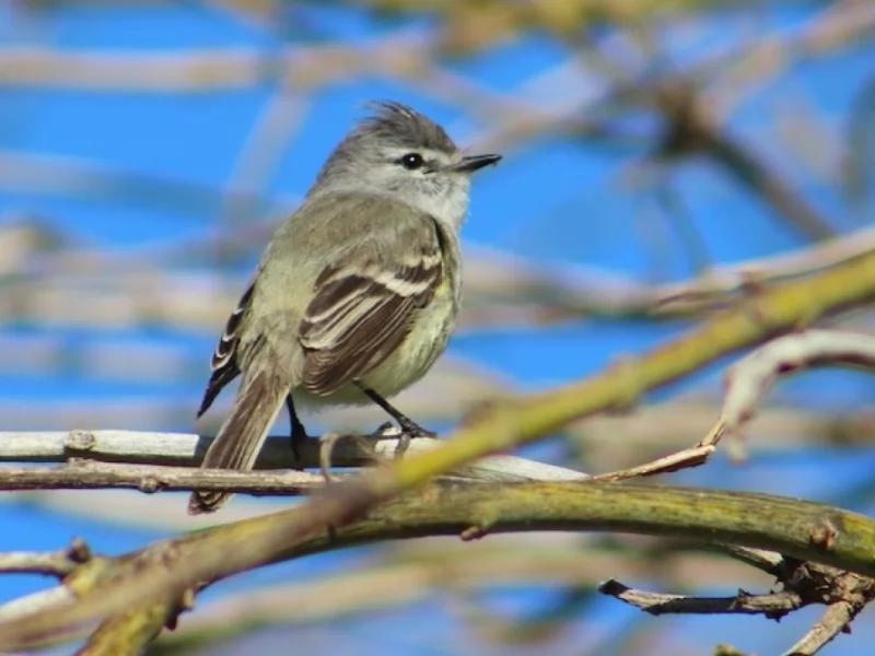 Straneck's Tyrannulet