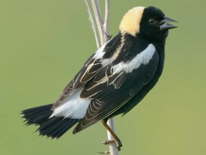 Bobolink