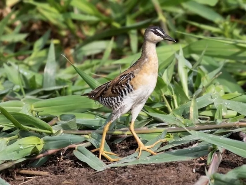 Yellow-breasted Crake
