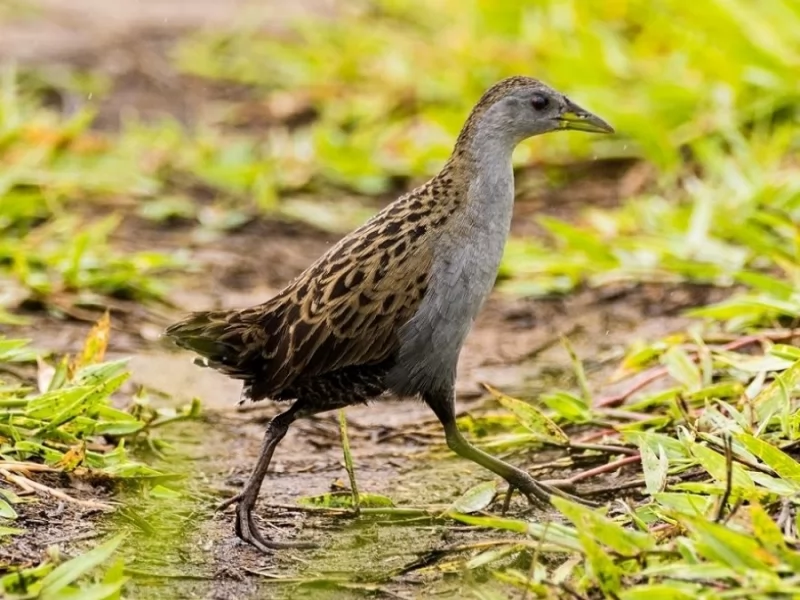 Ash-throated Crake