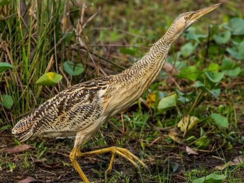 Pinnated Bittern