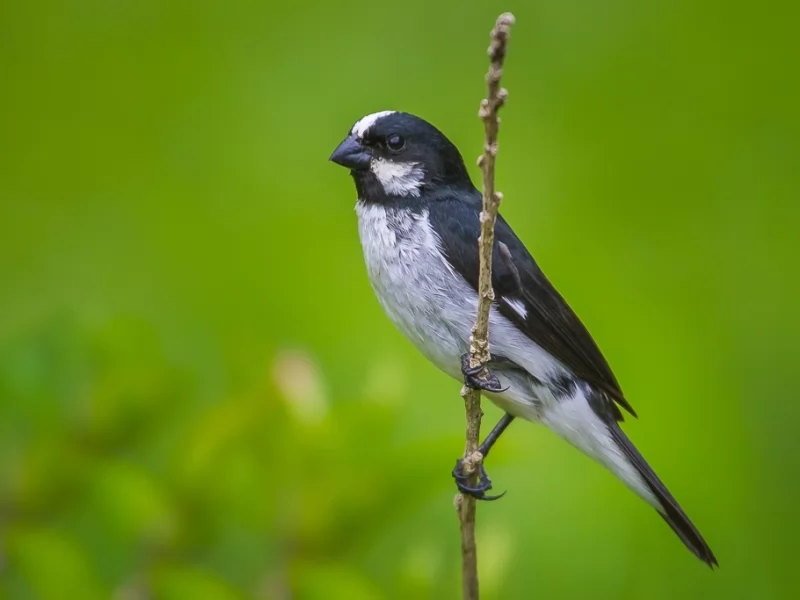 Lined Seedeater