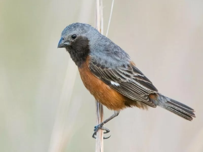 Dark-throated Seedeater