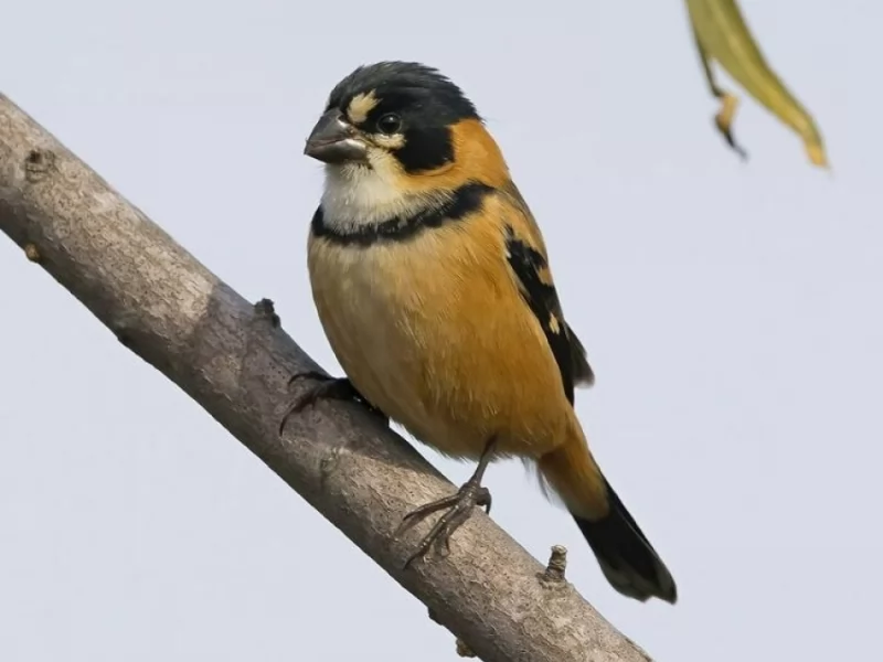 Rusty-collared Seedeater