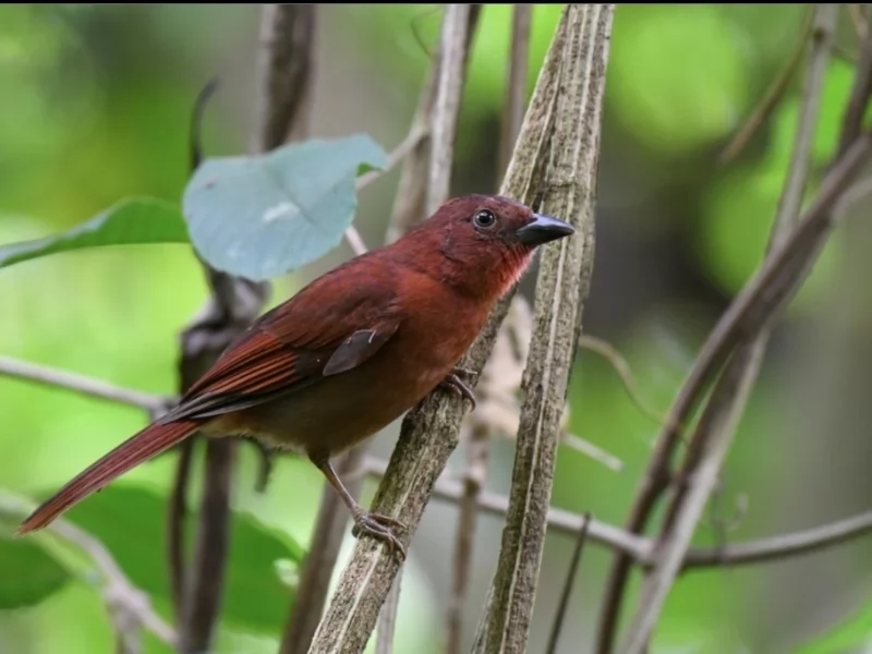 Red-crowned Ant-Tanager