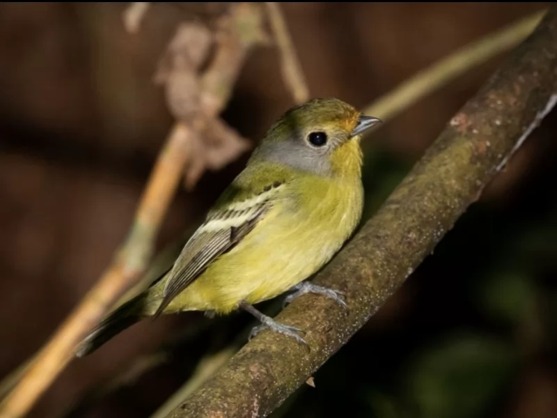 Wing-barred Piprites