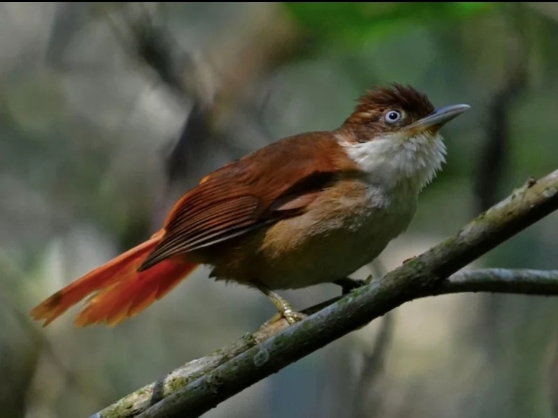 White-eyed Foliage-gleaner