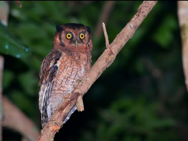 Black-capped Screech-Owl