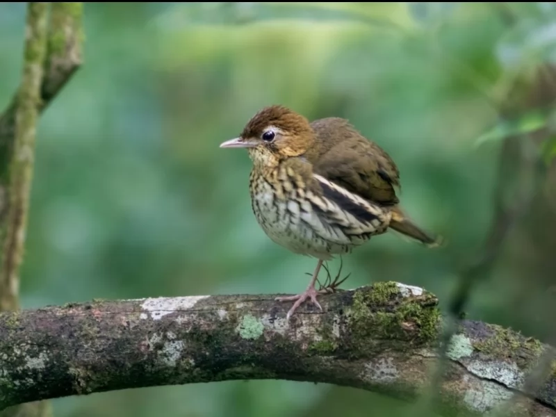 Short-tailed Antthrush