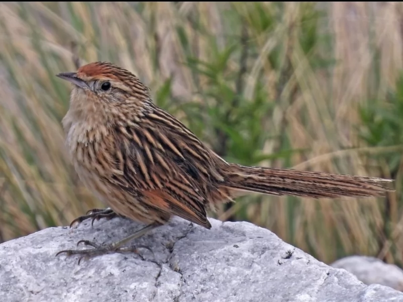 Scribble-tailed Canastero