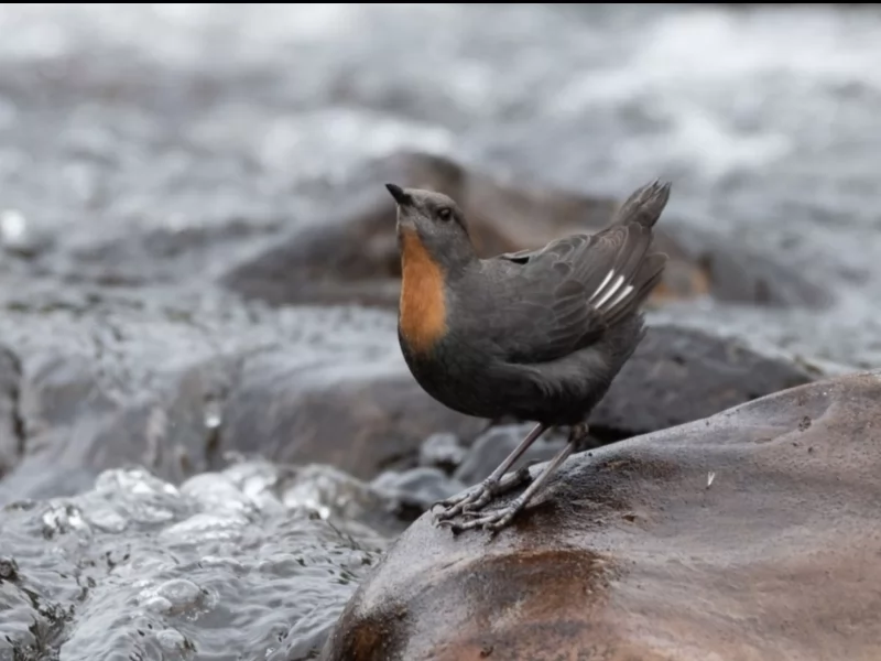 Rufous-throated Dipper