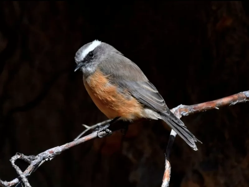 d'Orbigny's Chat-Tyrant