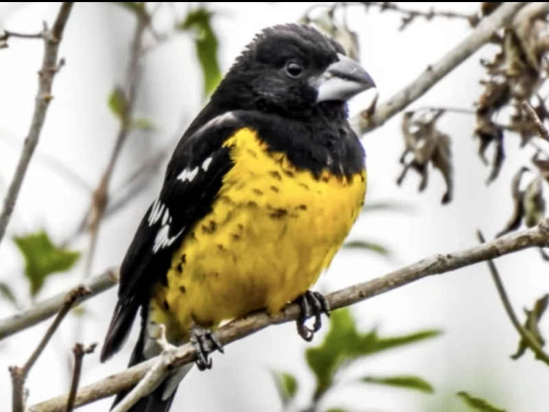 Black-backed Grosbeak