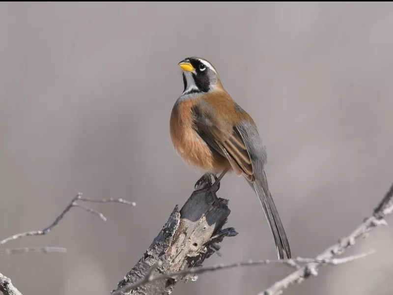 Many-colored Chaco Finch