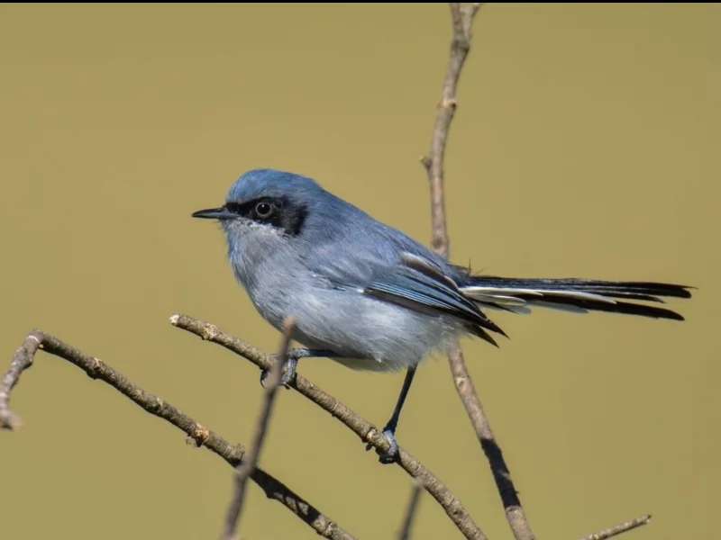 Masked Gnatcatcher