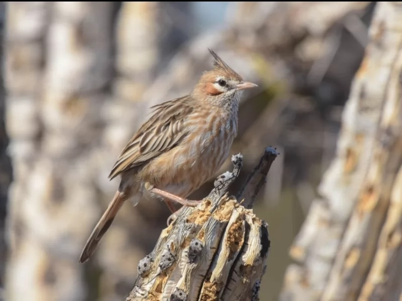 Lark-like Brushrunner