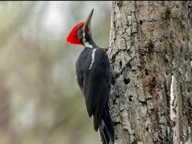 Black-bodied Woodpecker
