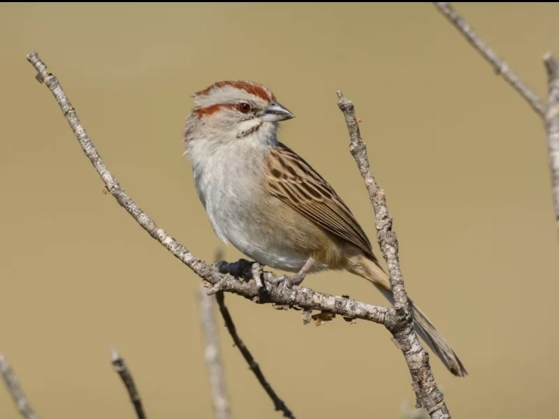 Chaco Sparrow