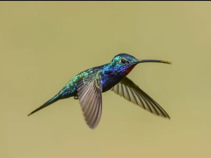 Blue-tufted Starthroat