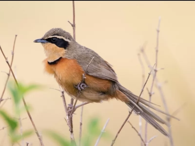 Olive-crowned Crescentchest