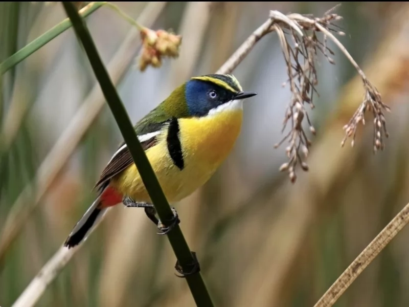 Many-colored Rush Tyrant