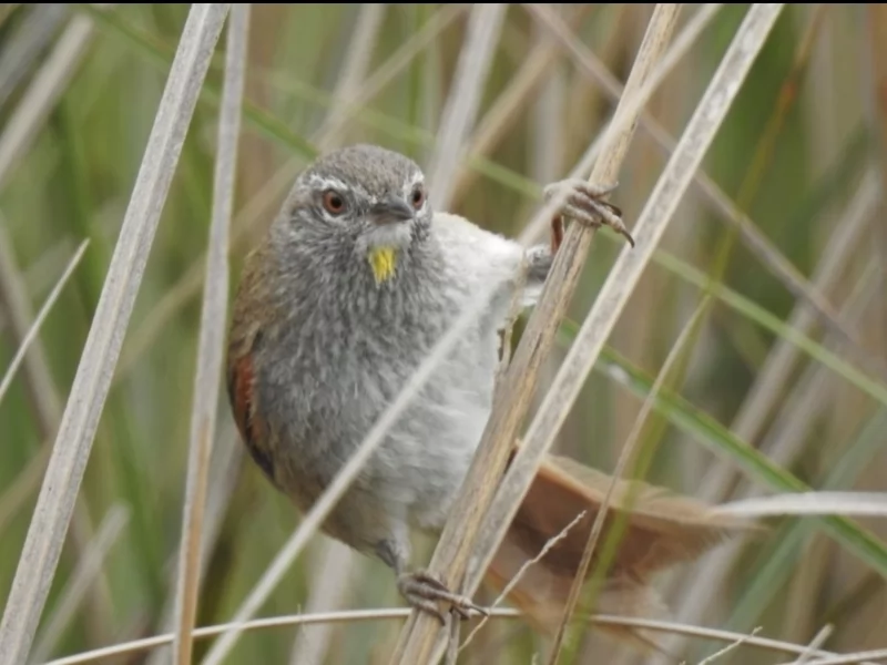 Sulphur-bearded Reedhaunter