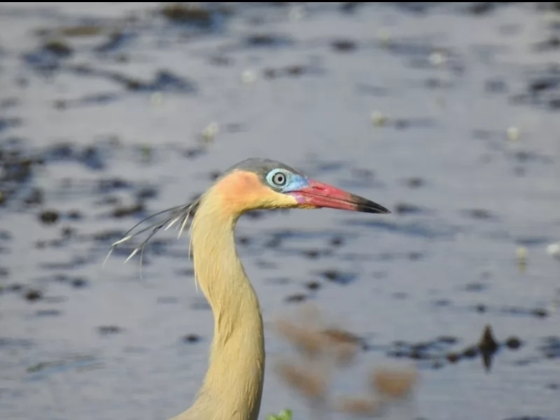 Whistling Heron