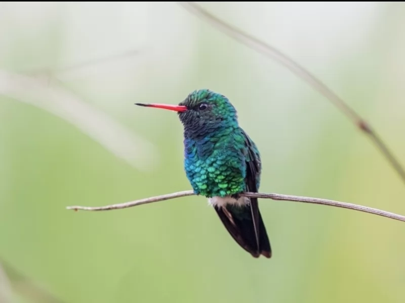 Glittering-bellied Emerald